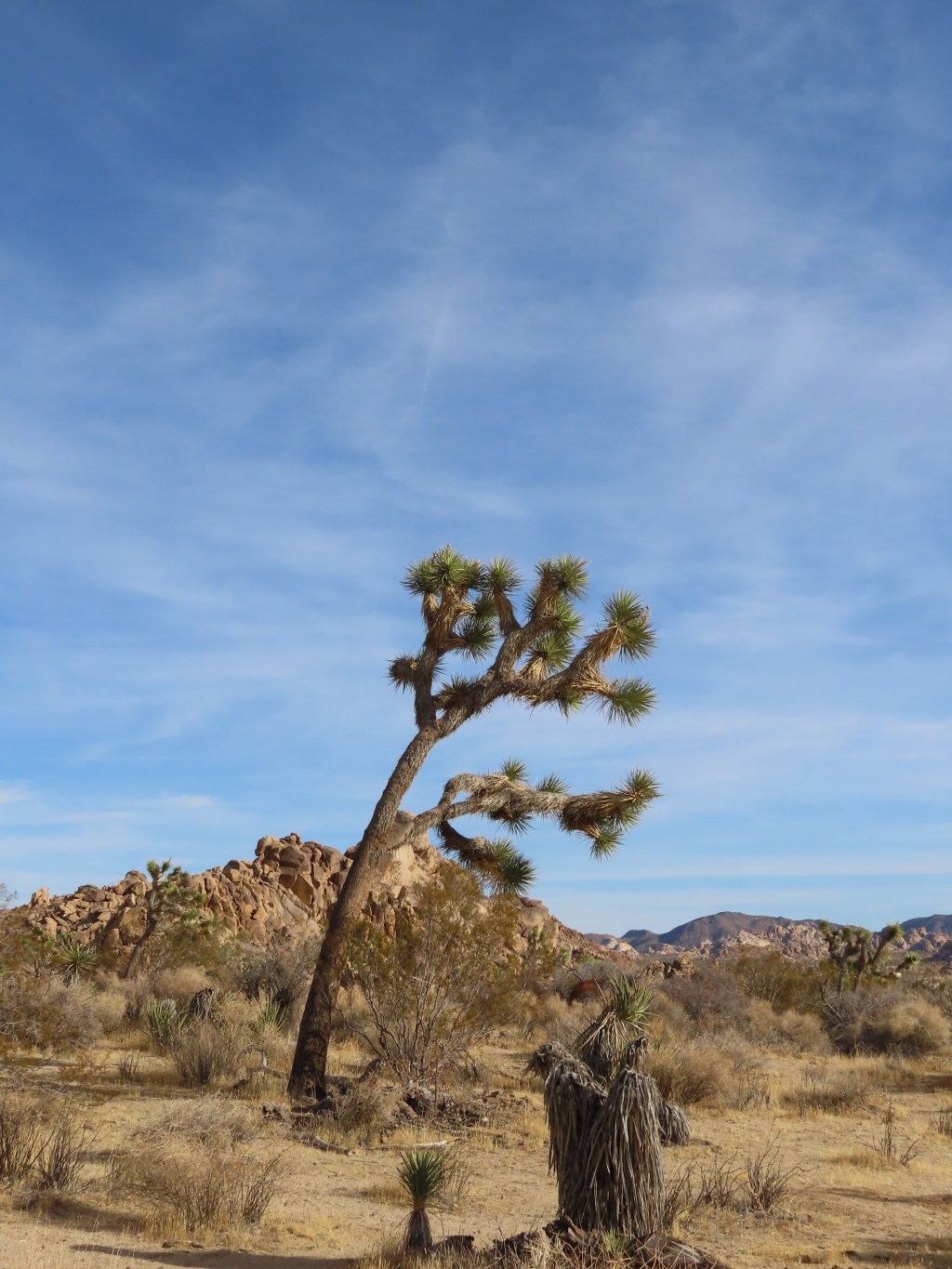 Joshua Tree National&nbsp;Park